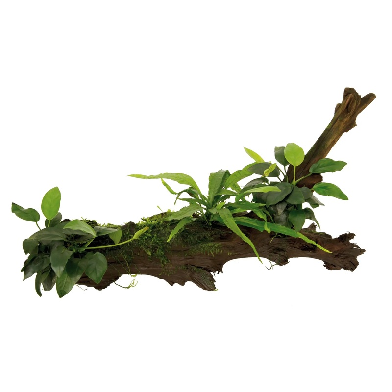 Anubias, Microsorum and Moss on Wood - XLarge