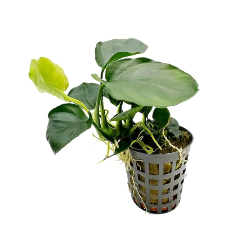 Anubias nana Coin