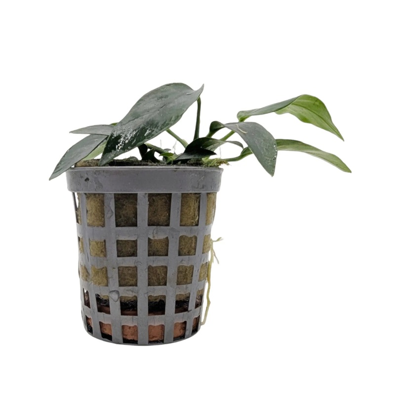 Anubias nana mini