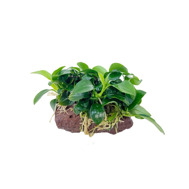 Anubias on Mini Lava Rock