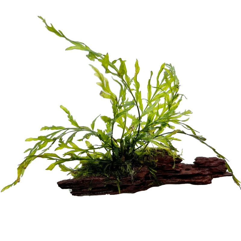 Bolbitis heudelotii On Driftwood - Nano