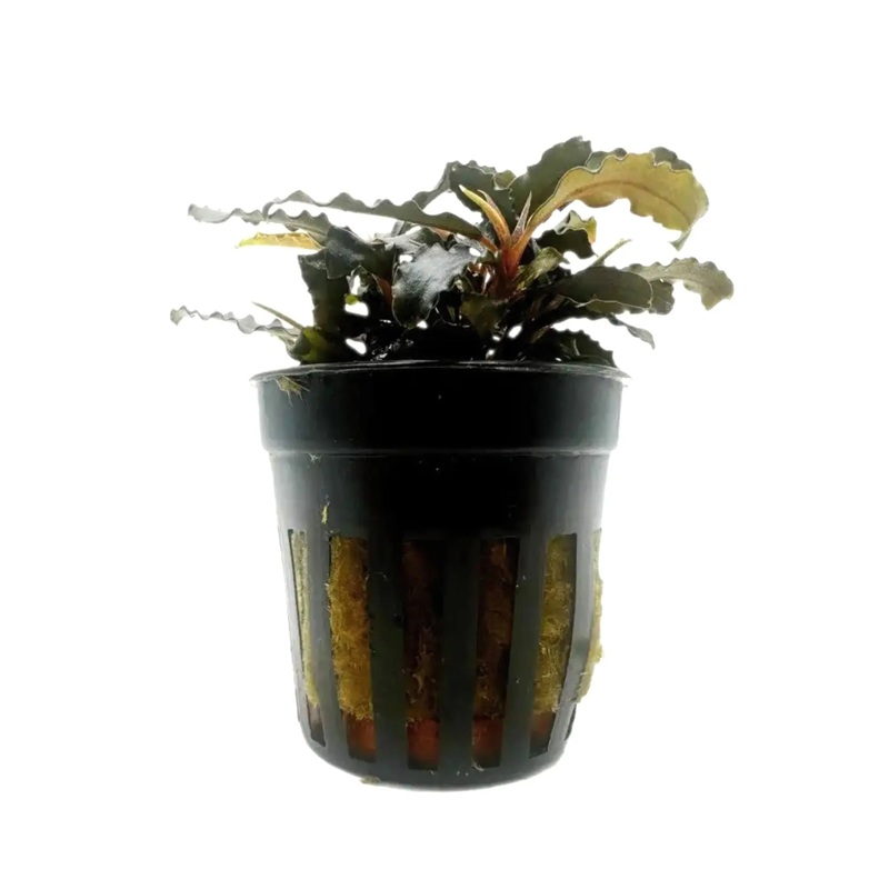 Bucephalandra biblis
