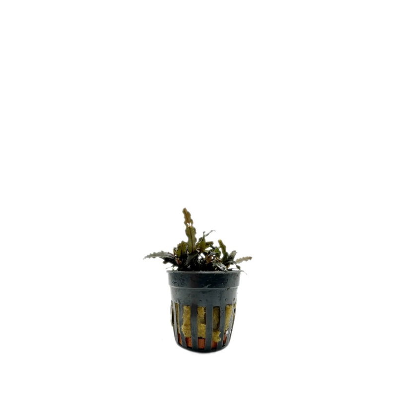 Bucephalandra caterina