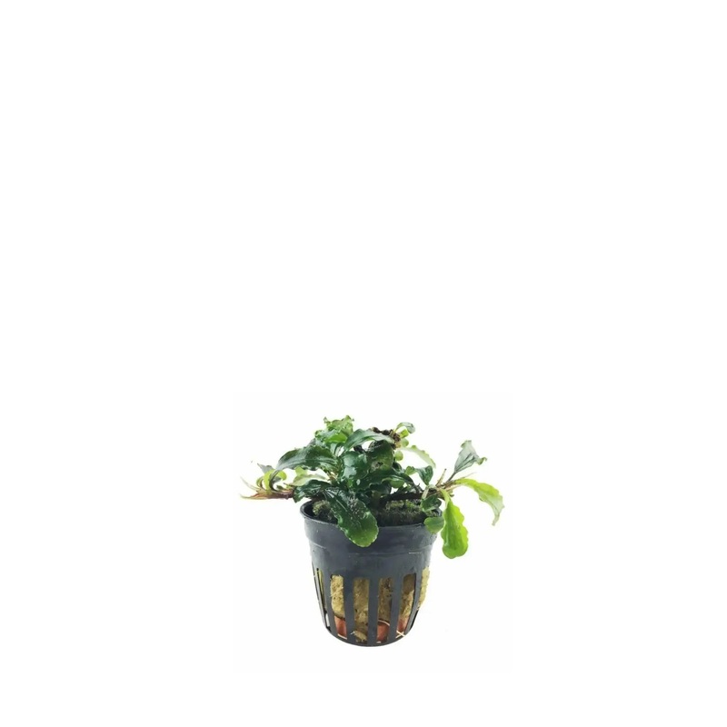 Bucephalandra crisped leaves