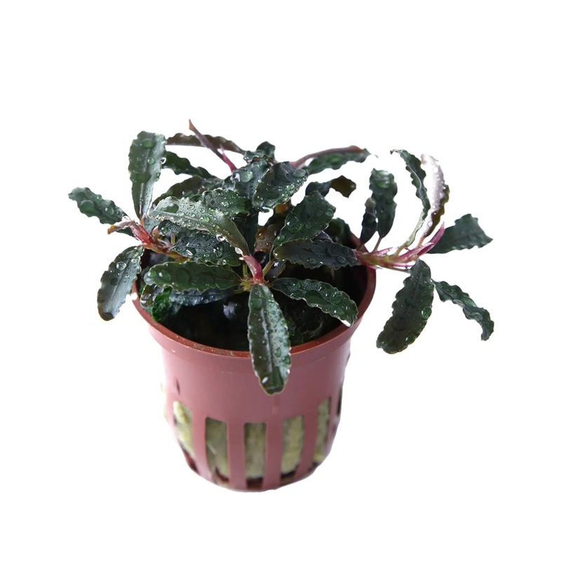 Bucephalandra kedagang