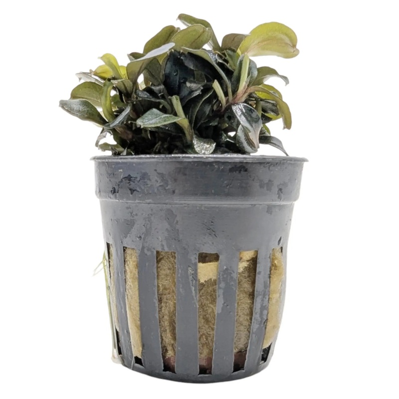 Bucephalandra lamandau