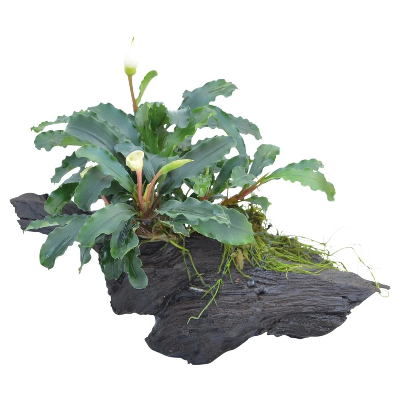 Bucephalandra on Wood with Moss - Nano
