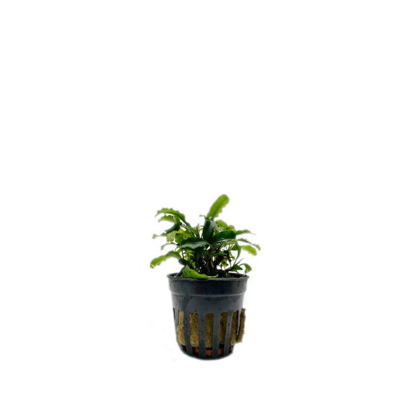 Bucephalandra sintang