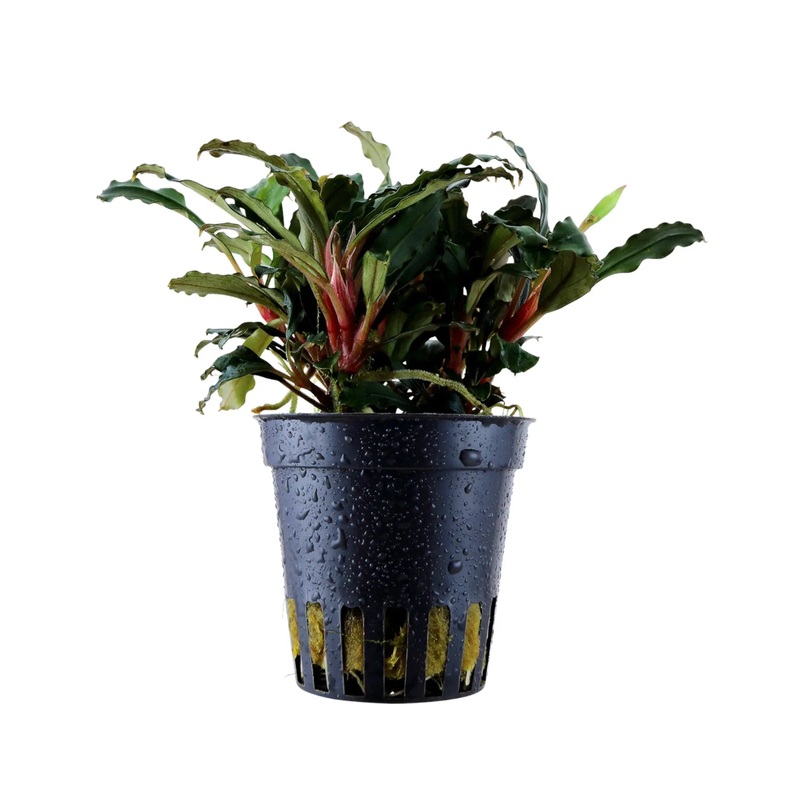 Bucephalandra sp 'Red'