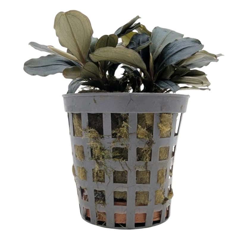 Bucephalandra theia