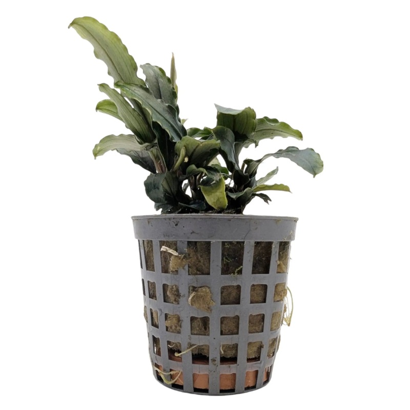Bucephalandra theia Green