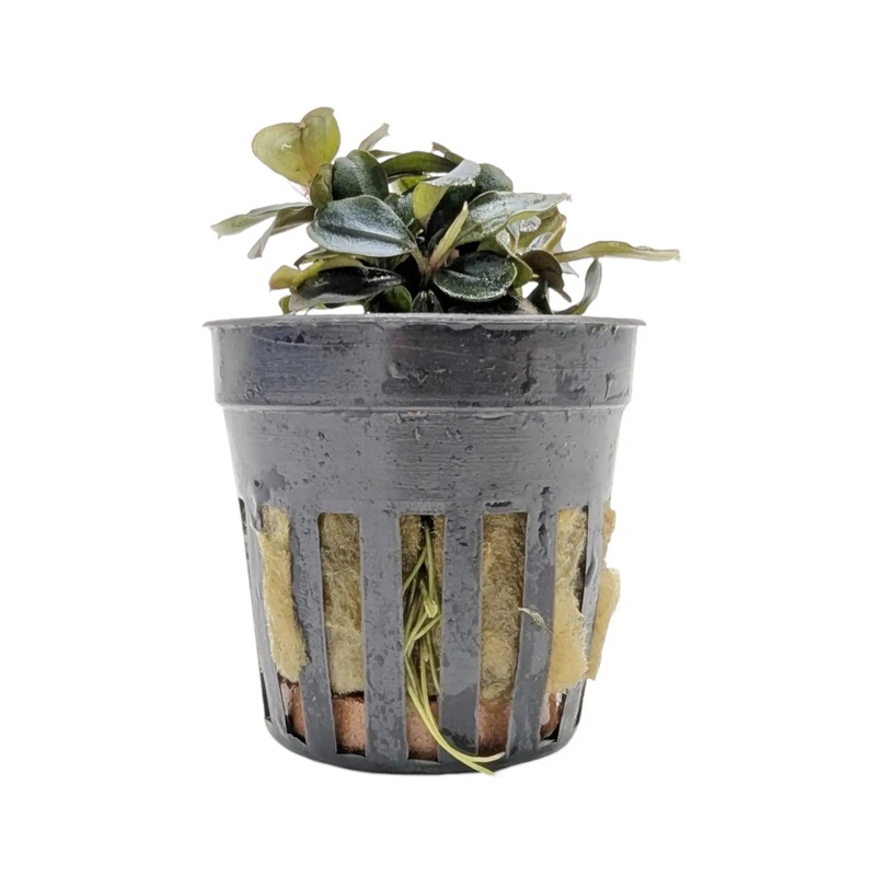 Bucephalandra theia Red