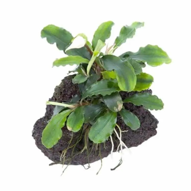 Bucephalandra with Moss On Mini Lava