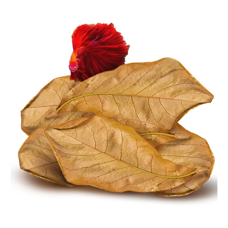 Catappa Leaves for Water Conditioning