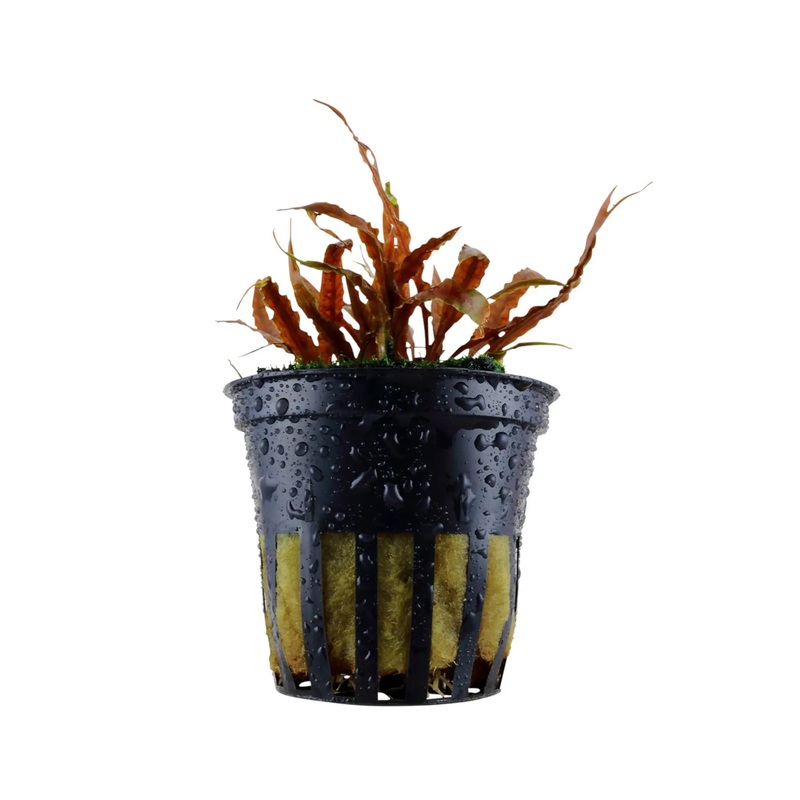 Cryptocoryne albida Brown