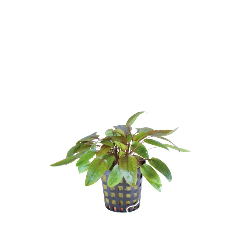 Cryptocoryne flamingo