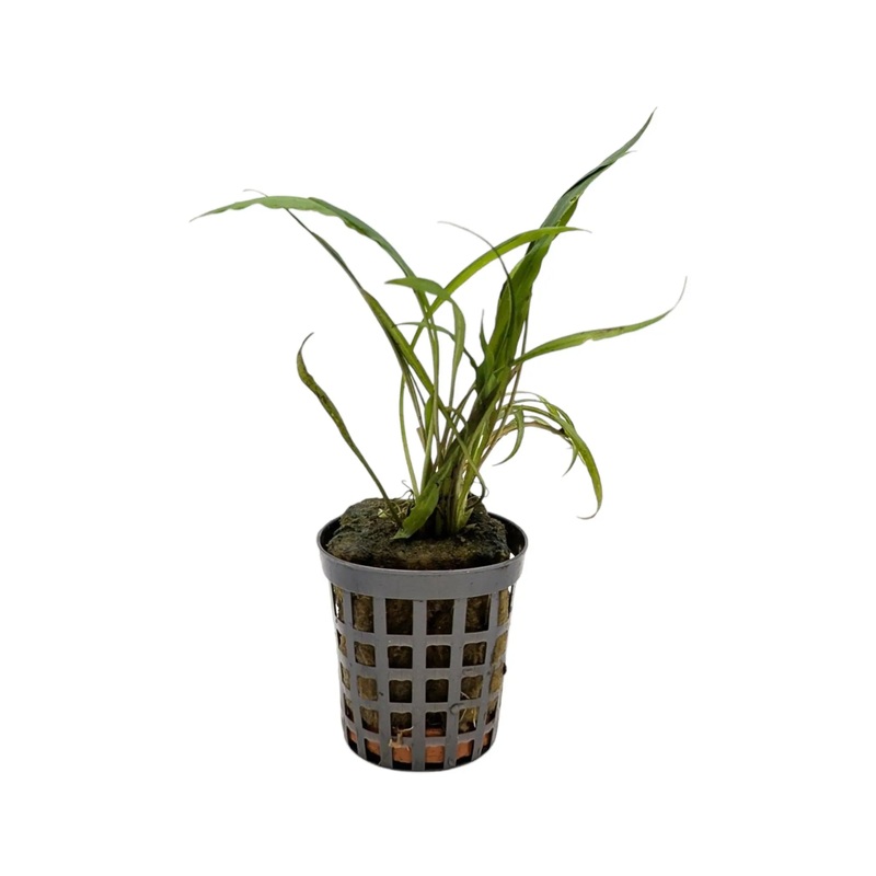 Cryptocoryne spiralis
