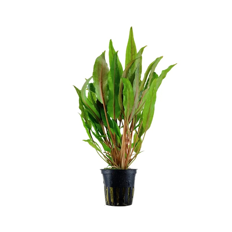 Cryptocoryne undulata Broad Leaves