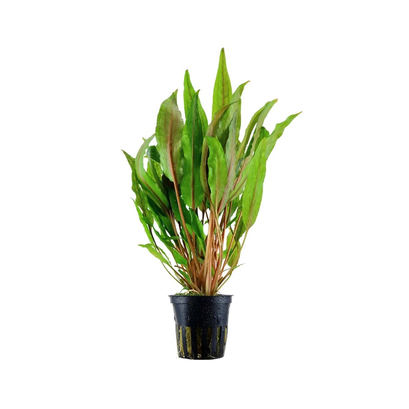 Cryptocoryne usteriana