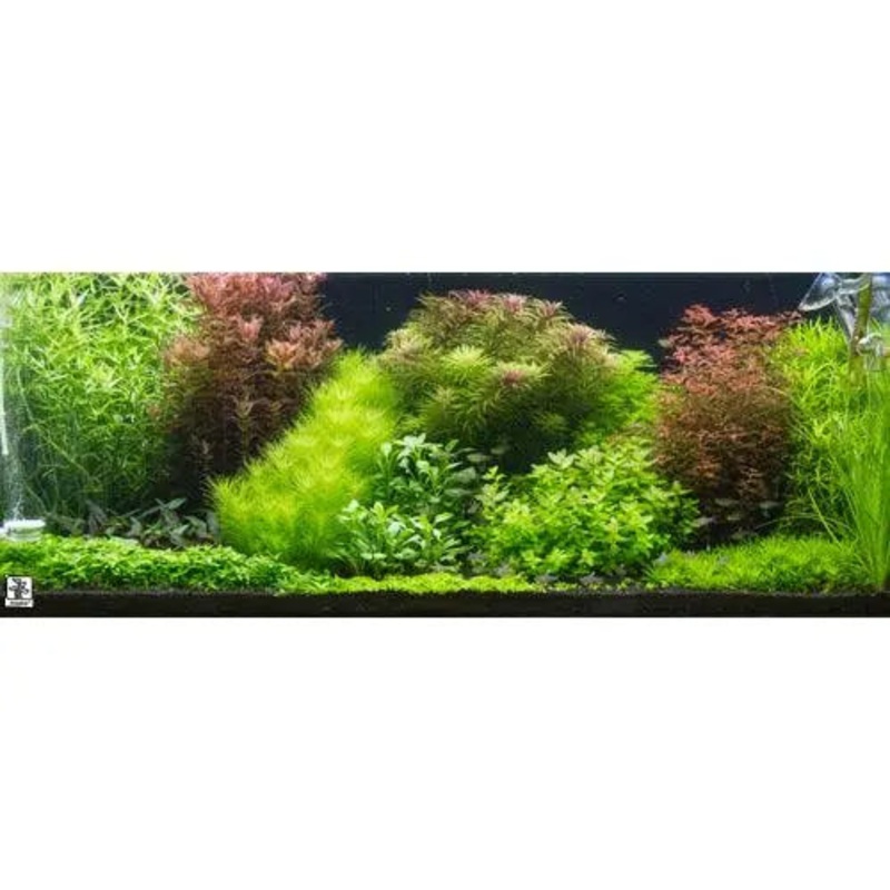 Dutch Style Mixed Box of Aquarium Plants
