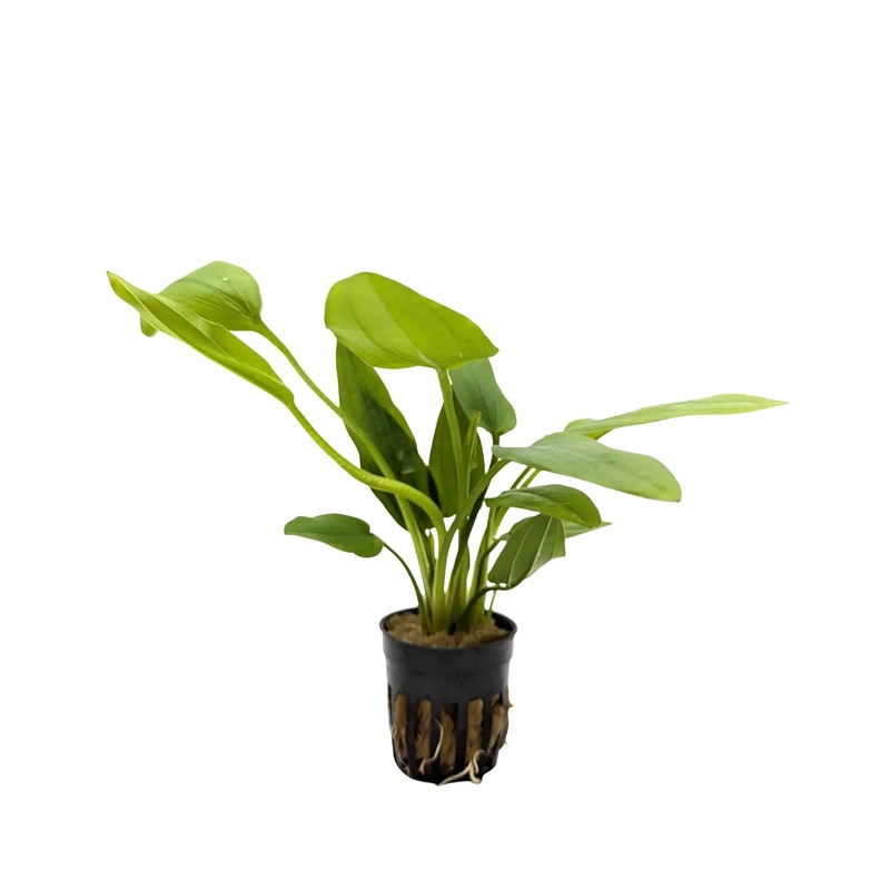 Echinodorus cordifolius Marble Queen (Radican Sword Plant)
