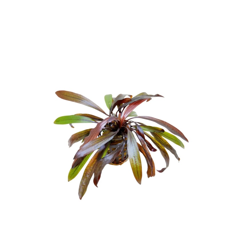 Echinodorus horemannii Red