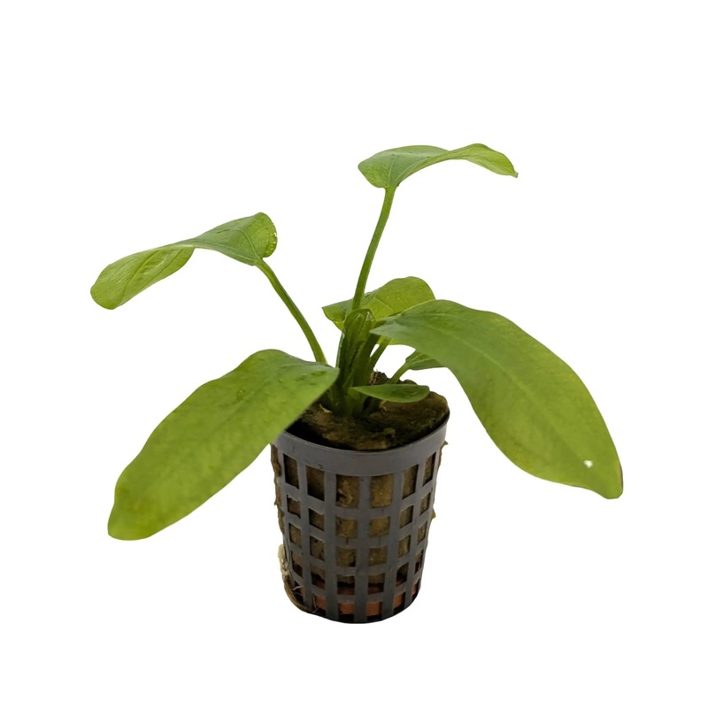Echinodorus radicans