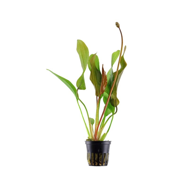 Echinodorus Red Diamond