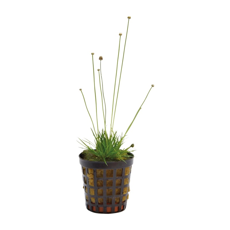 Eriocaulon cinereum
