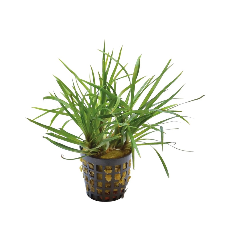 Eriocaulon sp Vietnam