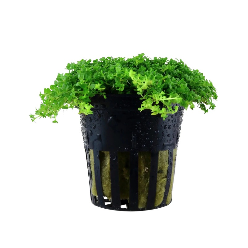 Hemianthus callitrichoides (Baby Tears) - carpeting plant