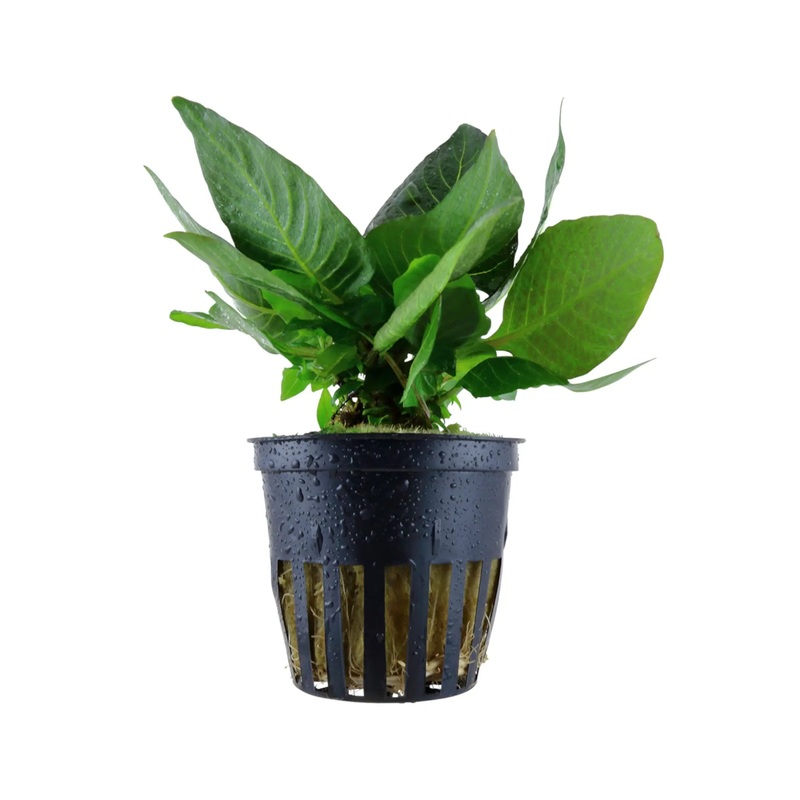 Hygrohila compacta Mini