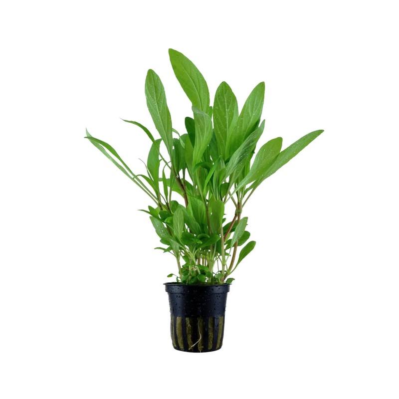 Hygrophila costata