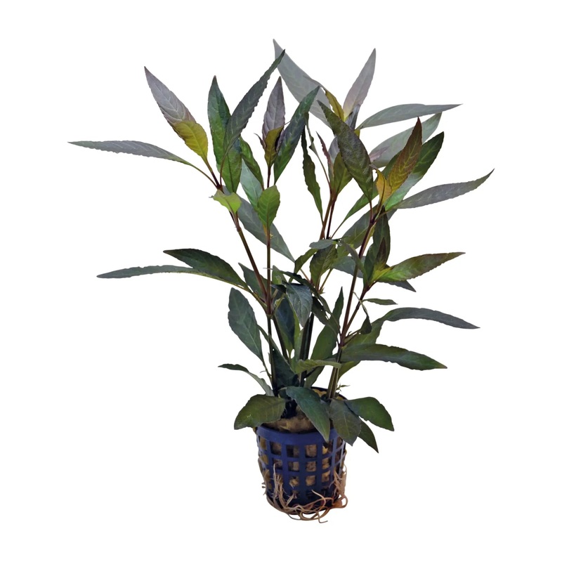 Hygrophila guanensis