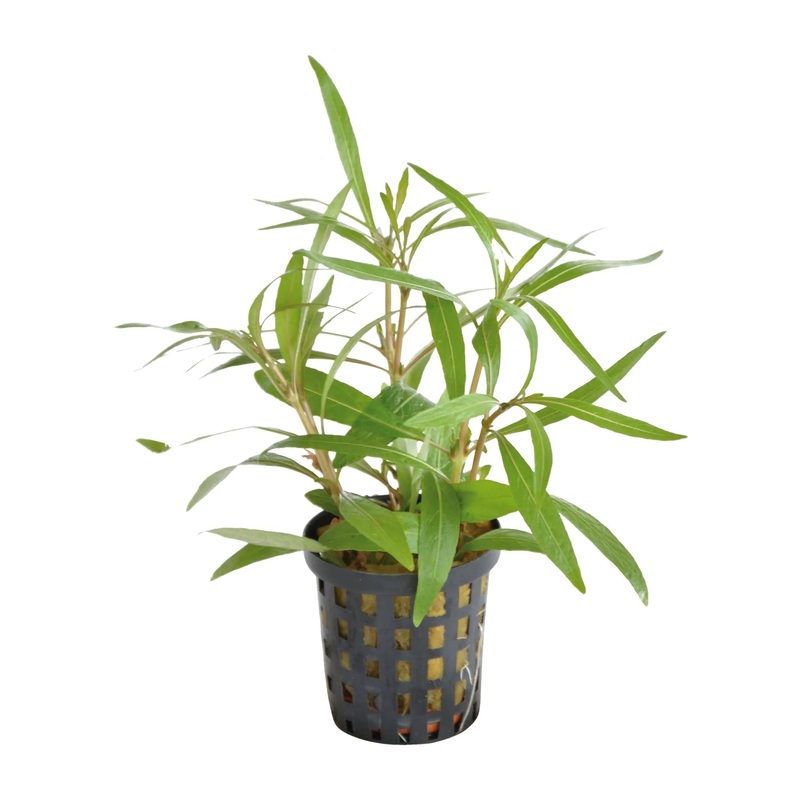 Hygrophila lancea