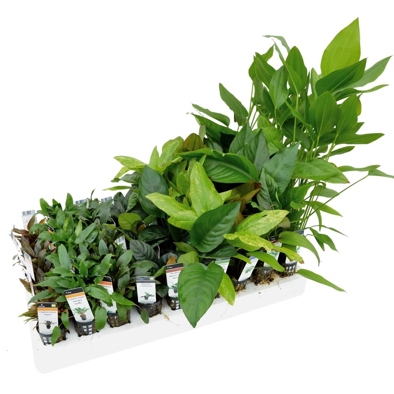 Jungle Style Mixed Box of Aquarium Plants