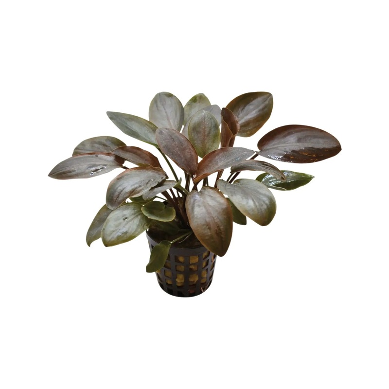 Lagenandra meeboldi Red
