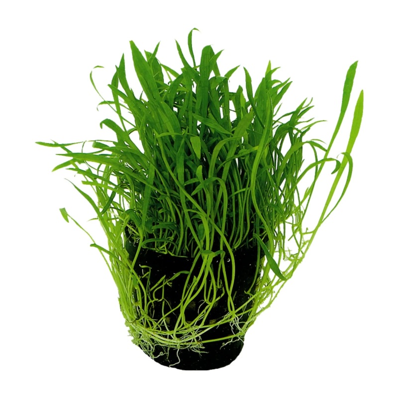 Lilaeopsis novea-zealandie