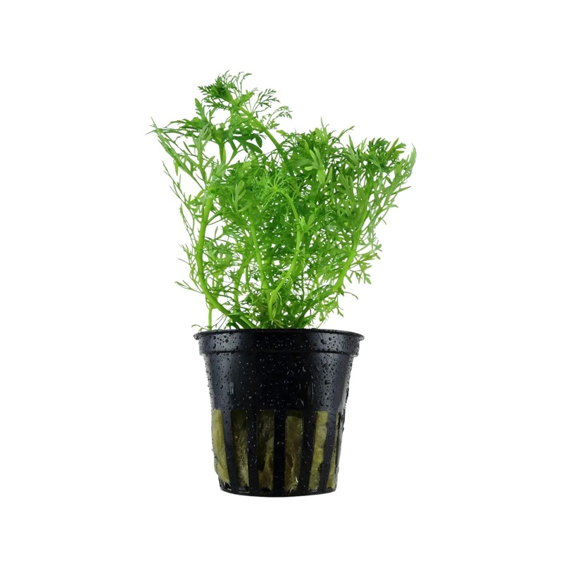 Limnophila aquatica