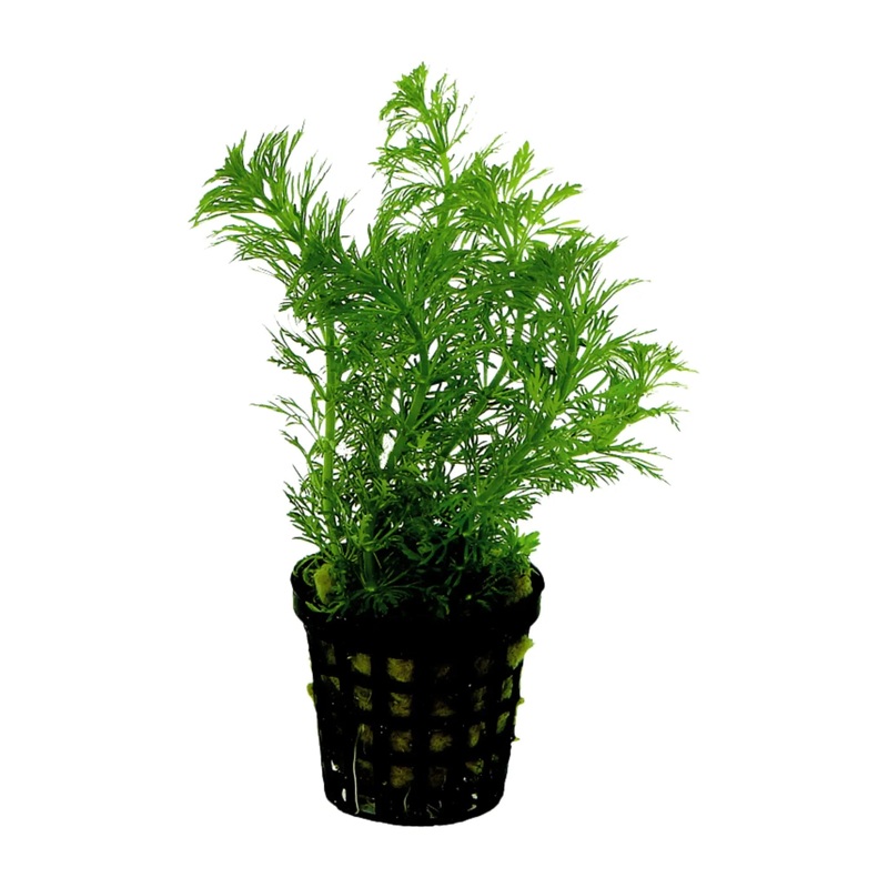 Limnophila heterophylla - fast growing!