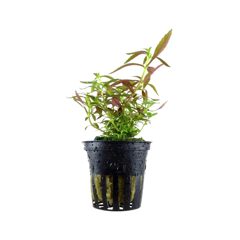 Limnophila hippuridoides