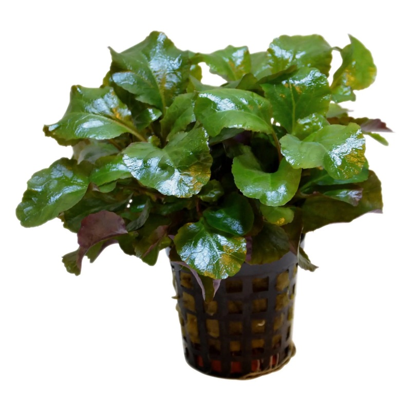 Lobelia cardinalis wavy