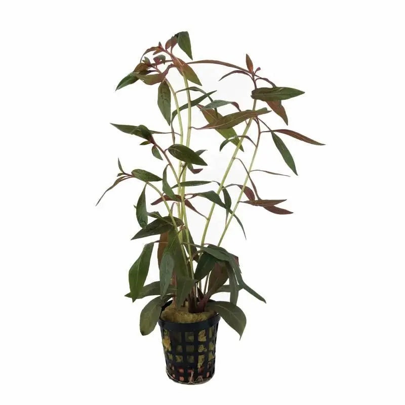 Ludwigia peruviana
