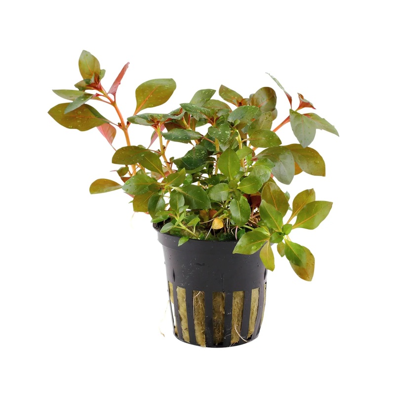 Ludwigia rubin