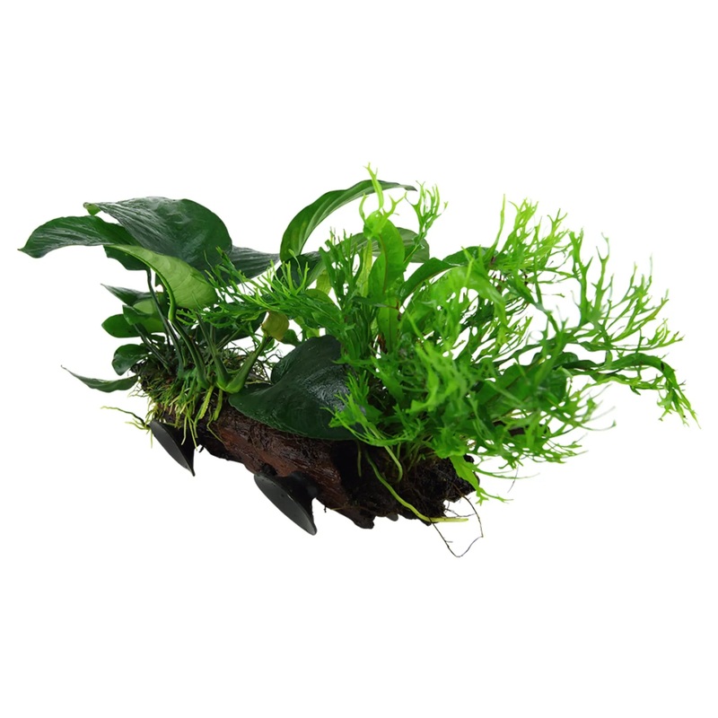 Microsorum on Driftwood XL - Floating