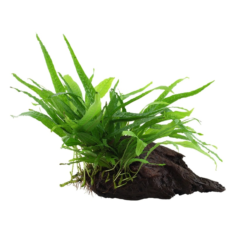 Microsorum pteropus 'Narrow' on wood