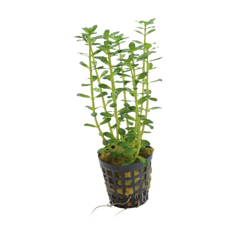 Rotala indica (Indian Toothcup)