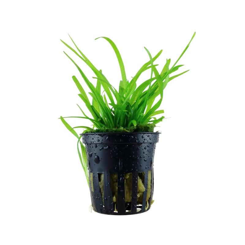 Sagittaria subulata (Dwarf Sagittaria)