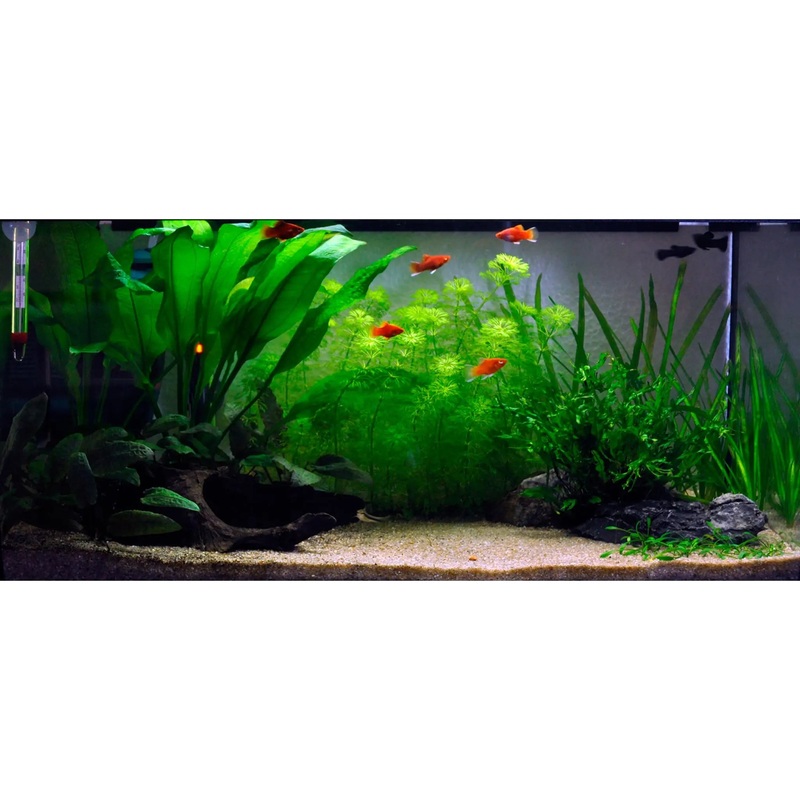 Scaped For You Collection - Layout 1 (54L) Easy