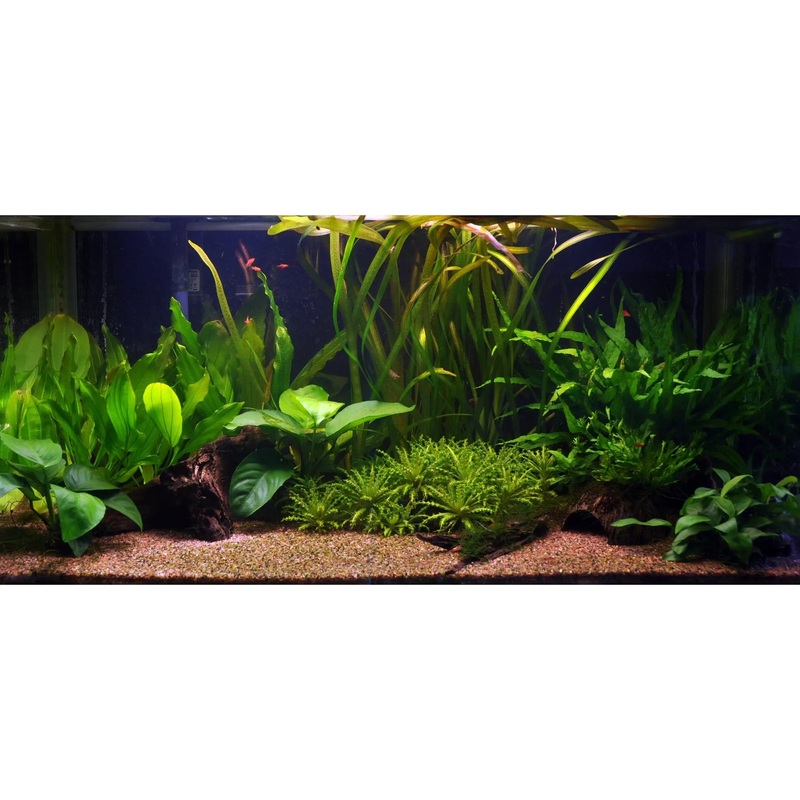 Scaped For You Collection - Layout 16 (128L) Easy
